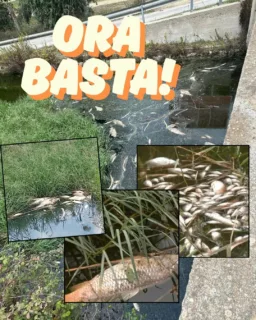Commissione speciale in arrivo al Parco di Ugento 🐟🔍
La situazione al Parco richiede chiarezza e trasparenza. Cittadini e stampa invitati a partecipare per scoprire cosa sta accadendo nelle nostre acque.
Ambiente, responsabilità e verità: questo è quello che chiediamo! 💙
Link in bio per l'articolo completo.
.
.
.
.
.
.
.
.
.
.
#UgentoNews #ParcoUgento #Ambiente #AcquePulite #MoriaDiPesci #Sostenibilità #Trasparenza #Commissione #Puglia #Salento #ProtezioneMarina #Ecosistema #CittadinanzaAttiva #Natura #Pesca #AmbienteePaesaggio #Informazione #Giustizia #TuttelaAmbientale #Spiaggia #Comunità