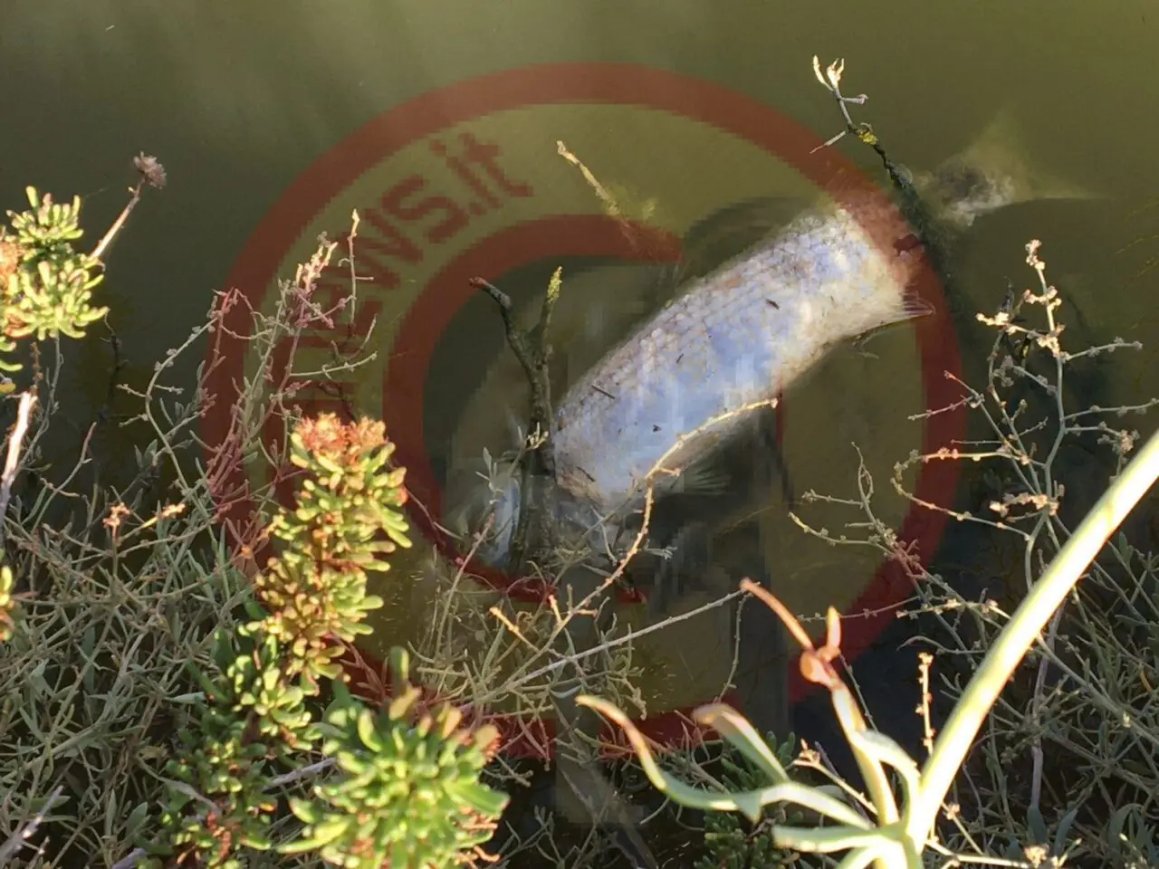 I bacini di Ugento in emergenza. Ennesima moria di pesci moria di pesci