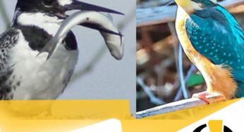 Il martin Pescatore nel parco Litorale di Ugento