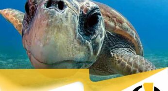 Conoscere per custodire: la caretta caretta