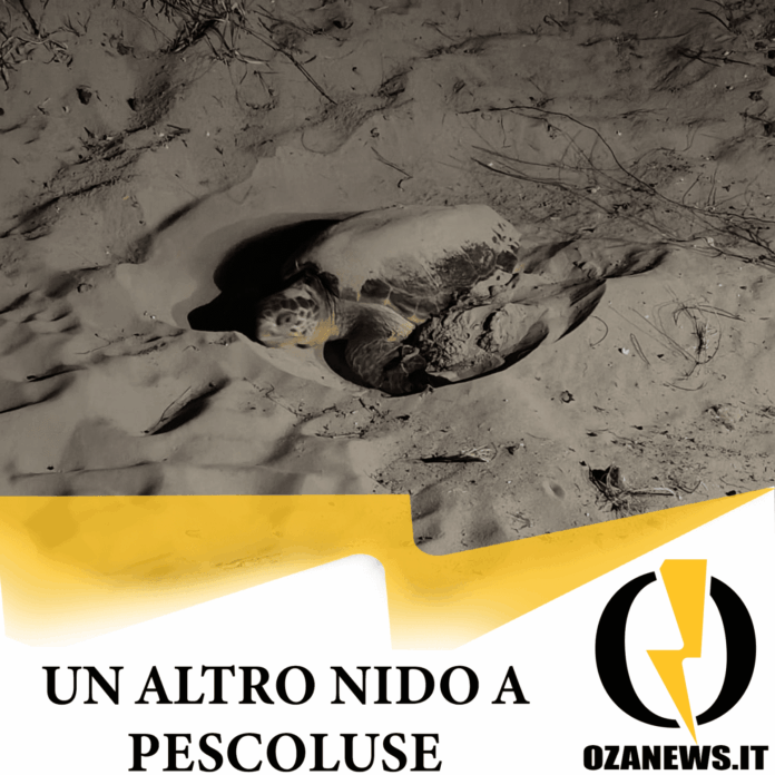 un altro nido di tartaruga a pescoluse