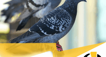 44mila euro per allontanare i piccioni da Ugento