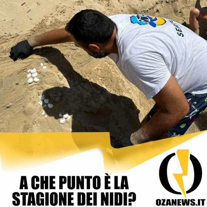 a che punto è la stagione di nidificazione delle tartarughe