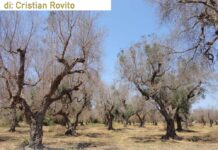 La distruzione di ciò che siamo: il disastro Xylella Fastidiosa