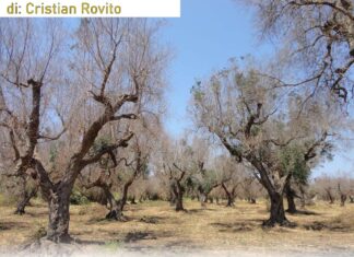 La distruzione di ciò che siamo: il disastro Xylella Fastidiosa