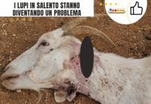 I lupi in Salento diventano un problema