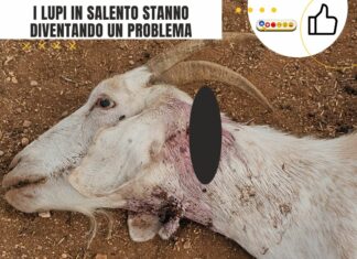 I lupi in Salento diventano un problema