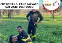 Cutrofiano, cane salvato dai vigili del fuoco