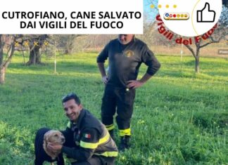 Cutrofiano, cane salvato dai vigili del fuoco