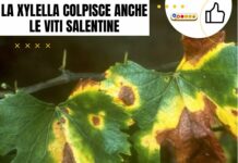 Xylella fastidiosa nel settore vitivinicolo: emergenza e strategie di intervento