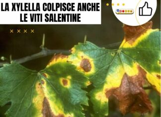 Xylella fastidiosa nel settore vitivinicolo: emergenza e strategie di intervento