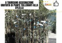 A Taurisano assegnazione gratuita di piante tolleranti alla Xylella