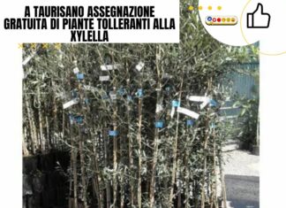 A Taurisano assegnazione gratuita di piante tolleranti alla Xylella