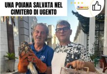 Una poiana salvata nel cimitero di Ugento