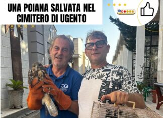 Una poiana salvata nel cimitero di Ugento