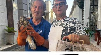 Una poiana salvata nel cimitero di Ugento