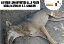Torre San Giovanni – Giovane lupo investito alle porte della marina