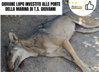 Torre San Giovanni – Giovane lupo investito alle porte della marina