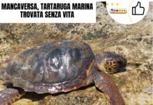 Mancaversa, tartaruga marina trovata senza vita