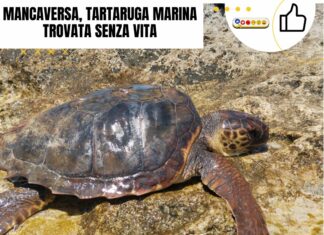 Mancaversa, tartaruga marina trovata senza vita
