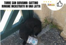 Torre San Giovanni: gattino rimane incastrato in una latta