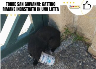 Torre San Giovanni: gattino rimane incastrato in una latta