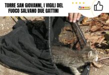 Torre San Giovanni, i vigili del fuoco salvano due gattini
