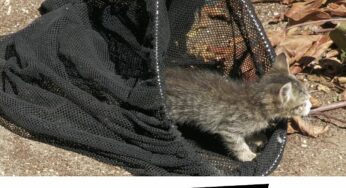 Torre San Giovanni, i vigili del fuoco salvano due gattini