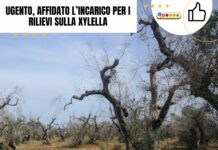 Ugento, affidato l’incarico per i rilievi sulla Xylella
