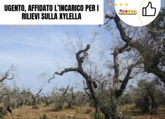 Ugento, affidato l’incarico per i rilievi sulla Xylella