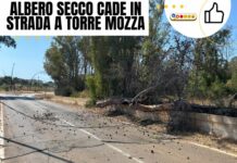 Torre Mozza, pino cade sulla carreggiata