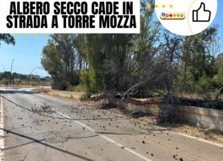 Torre Mozza, pino cade sulla carreggiata