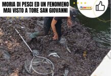 Moria di pesci ed un fenomeno mai visto a Tore San Giovanni