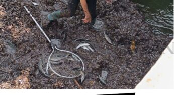 Moria di pesci ed un fenomeno mai visto a Tore San Giovanni