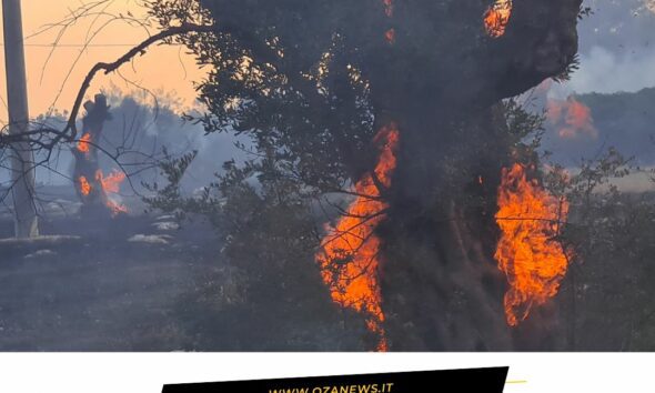 Salento fires: Wildfires burn trees in Salento, Italy. Increased Salento roghi in 2025.