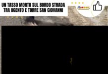 Un tasso morto sul bordo strada tra Ugento e Torre San Giovanni Dead badger on the roadside between Ugento and Torre San Giovanni. Roadkill.