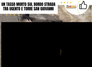 Un tasso morto sul bordo strada tra Ugento e Torre San Giovanni Dead badger on the roadside between Ugento and Torre San Giovanni. Roadkill.