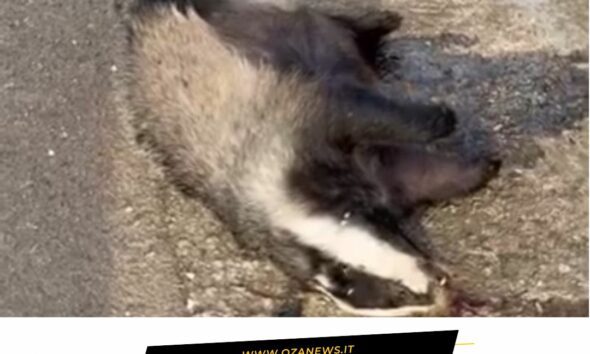 Dead badger on the roadside between Ugento and Torre San Giovanni. Roadkill.