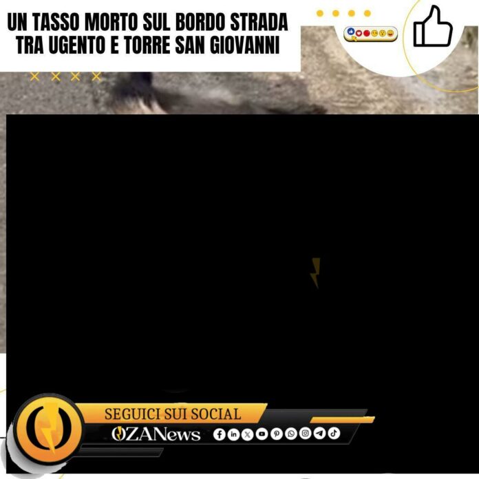 Dead badger on the roadside between Ugento and Torre San Giovanni. Roadkill.