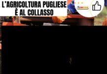 Agricoltura al collasso: la rabbia e la dignità degli agricoltori pugliesi