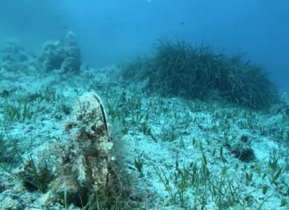 Ugento candida un progetto da 450mila euro per la salvaguardia del suo Litorale Ugento tutela il mare: progetto da 450mila euro