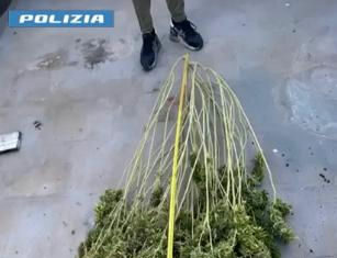 Casarano: Scoperto “laboratorio” domestico di marijuana, sequestrati quasi 5 kg Casarano: Scoperto "laboratorio" di droga in casa