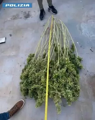 Casarano: Scoperto "laboratorio" di droga in casa Casarano: Scoperto "laboratorio" di droga in casa