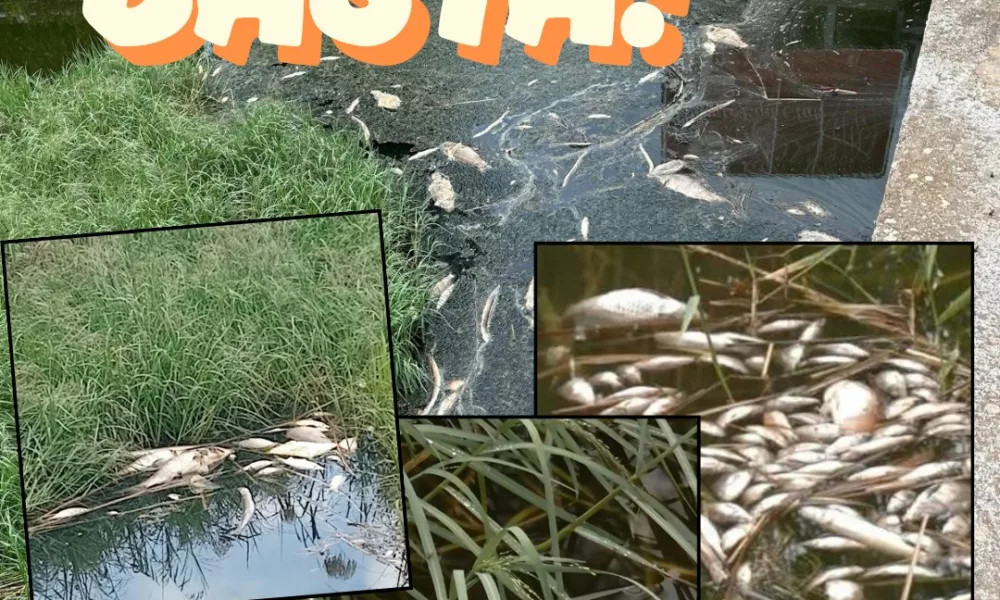 Moria Pesci Ugento Richiesta Minoranza