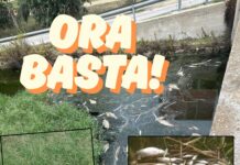 Moria di pesci nel Parco di Ugento: la minoranza chiede una commissione sul posto