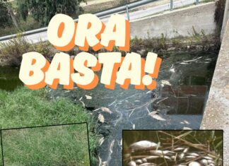 Moria di pesci nel Parco di Ugento: la minoranza chiede una commissione sul posto