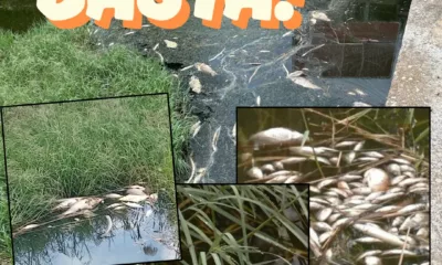 Moria Pesci Ugento Richiesta Minoranza 400x240