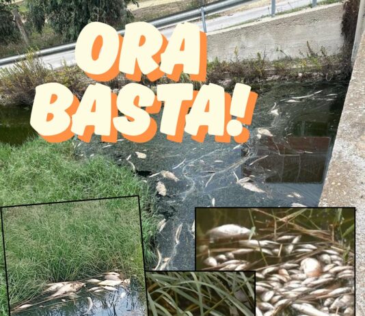 Moria di pesci nel Parco di Ugento: la minoranza chiede una commissione sul posto