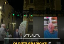 Oliveti sradicati e agricoltori ridotti alla fame: l’allarme di Italia Olivicola e CIA sulle violenze in Palestina