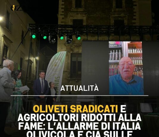 Oliveti sradicati e agricoltori ridotti alla fame: l’allarme di Italia Olivicola e CIA sulle violenze in Palestina
